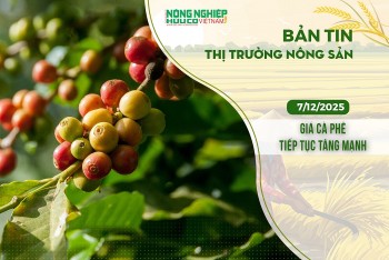 Thị trường nông sản 07/12/2025: Giá cà phê tiếp tục tăng mạnh