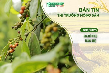Thị trường nông sản 8/12/2025: Giá hồ tiêu tăng nhẹ