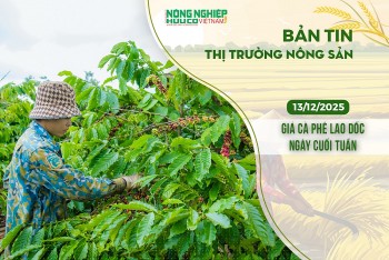 Thị trường nông sản 13/12/2025: Giá cà phê lao dốc ngày cuối tuần