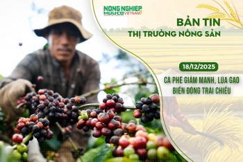 Thị trường nông sản 18/12/2025: Cà phê giảm mạnh, lúa gạo biến động trái chiều