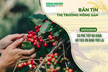 Thị trường nông sản 20/12/2025: Cà phê tiếp đà giảm, hồ tiêu ổn định trở lại