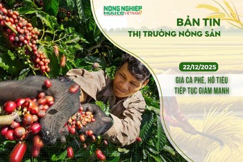 Thị trường nông sản 22/12/2025: Giá cà phê, hồ tiêu tiếp tục giảm mạnh