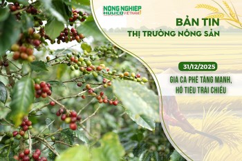 Thị trường nông sản 31/12/2025: Giá cà phê tăng mạnh, hồ tiêu biến động trái chiều