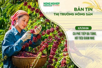 Thị trường nông sản 2/1/2026: Cà phê tiếp đà tăng, hồ tiêu giảm nhẹ