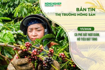 Thị trường nông sản 7/1/2026: Cà phê bất ngờ giảm, hồ tiêu bật tăng