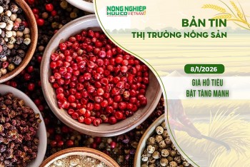 Thị trường nông sản 8/1/2026: Giá hồ tiêu bật tăng mạnh