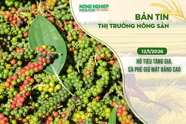 Thị trường nông sản 12/1/2026: Hồ tiêu tăng giá, cà phê giữ mặt bằng cao