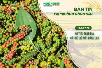 Thị trường nông sản 12/1/2026: Hồ tiêu tăng giá, cà phê giữ mặt bằng cao