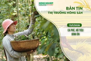 Thị trường nông sản 13/1/2026: Cà phê, hồ tiêu bình ổn