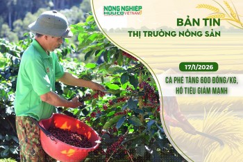 Thị trường nông sản 17/1/2026: Cà phê tăng 600 đồng/kg, hồ tiêu giảm mạnh