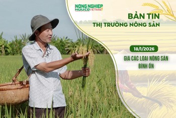 Thị trường nông sản 18/1/2026: Giá các loại nông sản bình ổn