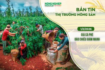 Thị trường nông sản 01/2/2026: Cà phê đảo chiều giảm mạnh
