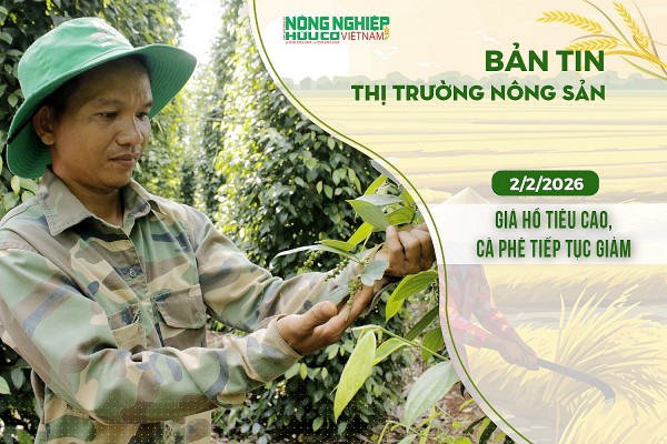 Thị trường nông sản 02/2/2026: Giá hồ tiêu cao, cà phê tiếp tục giảm