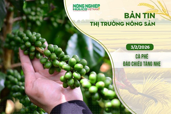 Thị trường nông sản 3/2/2026: Cà phê đảo chiều tăng nhẹ