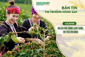 Thị trường nông sản 4/2/2026: Giá cà phê đồng loạt giảm, hồ tiêu ổn định