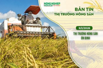 Thị trường nông sản 9/2/2026: Cà phê trong nước ổn định, giá lúa gạo khá trầm lắng