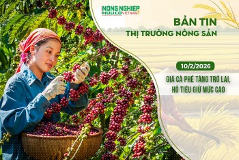 Thị trường nông sản 10/2/2026: Giá cà phê tăng trở lại, hồ tiêu giữ mức cao