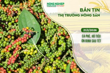 Thị trường nông sản 21/2/2026: Cà phê, hồ tiêu ổn định sau Tết