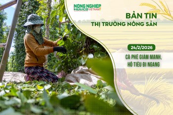 Thị trường nông sản 24/2/2026: Cà phê giảm mạnh, hồ tiêu đi ngang