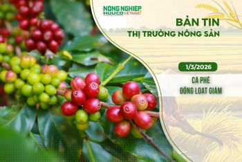 Thị trường nông sản 1/3/2026: Cà phê, hồ tiêu đồng loạt giảm