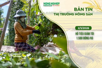 Thị trường nông sản 2/3/2026: Hồ tiêu giảm tới 1.500 đồng/kg