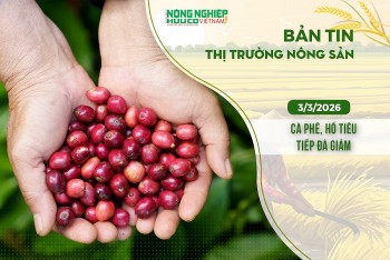 Thị trường nông sản 3/3/2026: Cà phê, hồ tiêu tiếp đà giảm