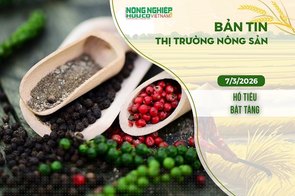 Thị trường nông sản 7/3/2026: Hồ tiêu bật tăng