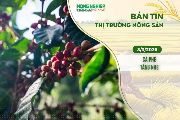Thị trường nông sản 8/3/2026: Cà phê tăng nhẹ