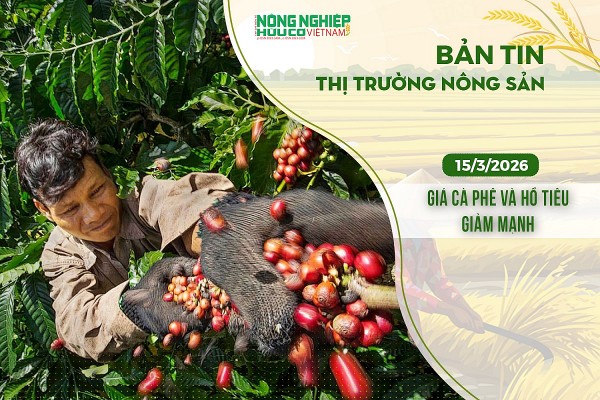 Thị trường nông sản 15/3/2026: Giá cà phê và hồ tiêu giảm mạnh