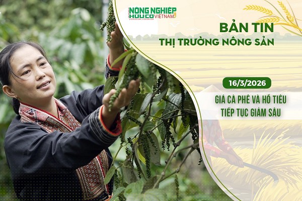Thị trường nông sản 16/3/2026: Giá cà phê và hồ tiêu tiếp tục giảm sâu