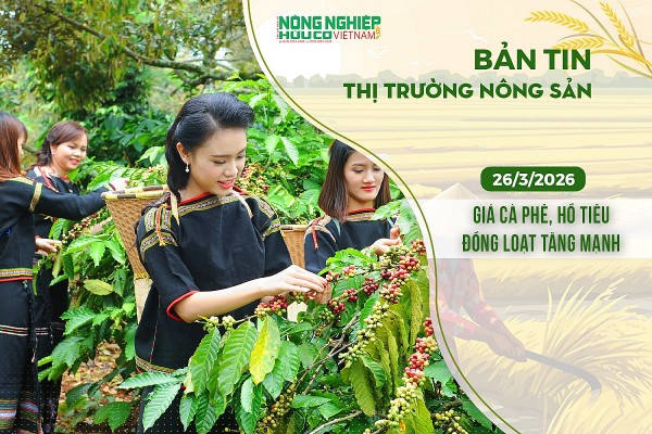 Thị trường nông sản 26/3/2026: Giá cà phê, hồ tiêu đồng loạt tăng mạnh
