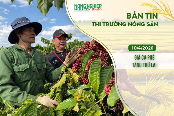 Thị trường nông sản 10/4/2026: Giá cà phê tăng trở lại
