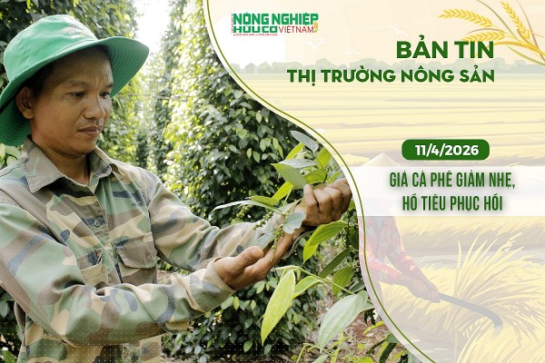Thị trường nông sản 11/4/2026: Giá cà phê giảm nhẹ, hồ tiêu phục hồi