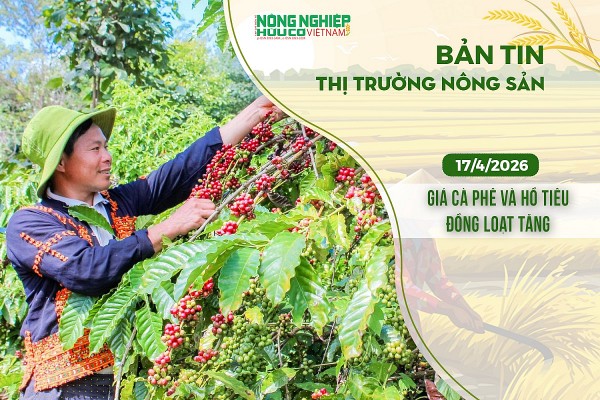 Thị trường nông sản 17/4/2026: Giá cà phê và hồ tiêu đồng loạt tăng