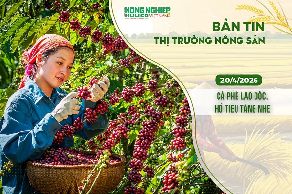 Thị trường nông sản 20/4/2026: Cà phê lao dốc, hồ tiêu tăng nhẹ