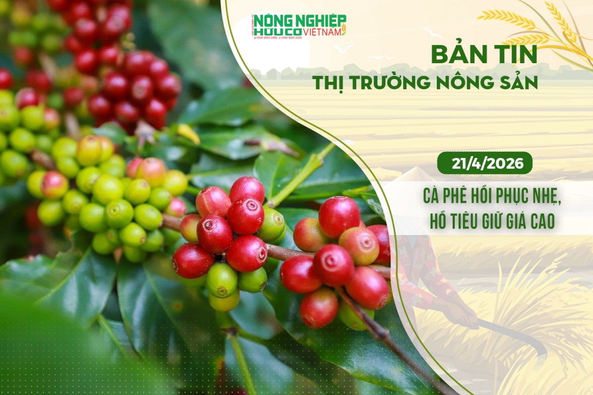 Thị trường nông sản 21/4/2026: Cà phê hồi phục nhẹ, hồ tiêu giữ giá cao