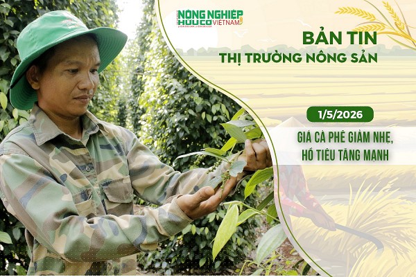 Thị trường nông sản 1/5/2026: Giá cà phê giảm nhẹ, hồ tiêu tăng mạnh