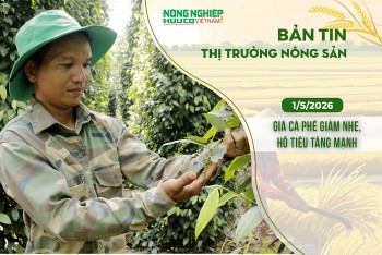 Thị trường nông sản 1/5/2026: Giá cà phê giảm nhẹ, hồ tiêu tăng mạnh