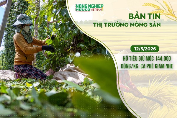 Thị trường nông sản 12/5/2026: Hồ tiêu giữ mốc 144.000 đồng/kg, cà phê giảm nhẹ