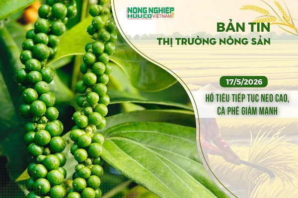 Thị trường nông sản 17/5/2026: Hồ tiêu tiếp tục neo cao, cà phê giảm mạnh