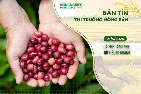 Thị trường nông sản 21/5/2026: Cà phê tăng nhẹ, hồ tiêu đi ngang