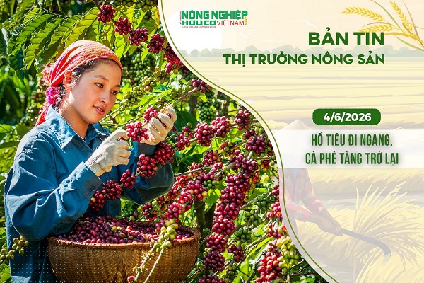 Thị trường nông sản 4/6/2026: Hồ tiêu đi ngang, cà phê tăng trở lại