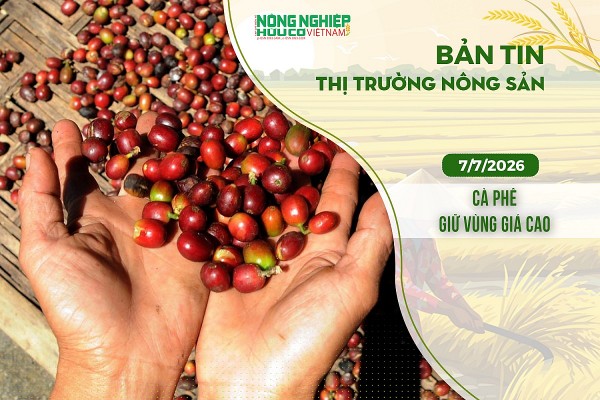 Thị trường nông sản 7/7/2026: Cà phê giữ vùng giá cao
