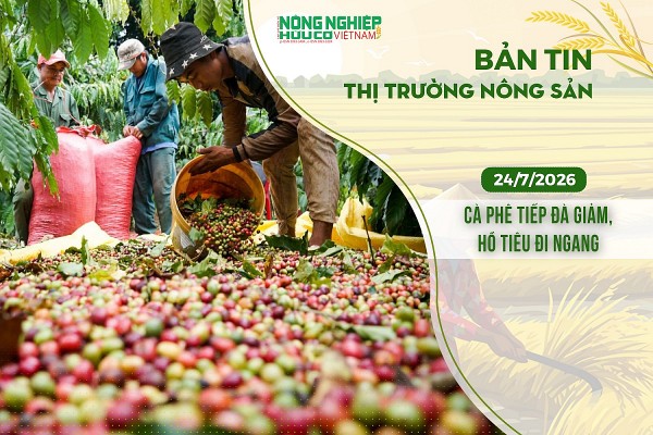 Thị trường nông sản 24/7/2026: Cà phê tiếp đà giảm, hồ tiêu đi ngang