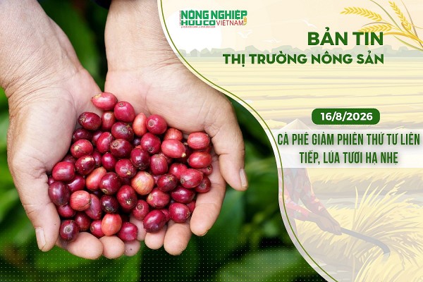 Thị trường nông sản 16/8/2026: Cà phê giảm phiên thứ tư liên tiếp, lúa tươi hạ nhẹ