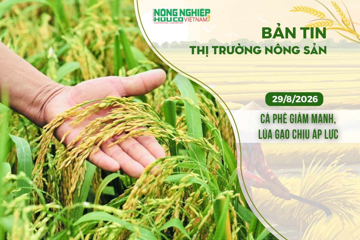 thi truong nong san 2982026 ca phe giam manh lua gao chiu ap luc