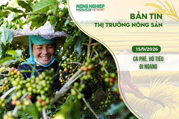 Thị trường nông sản 15/9/2026: Cà phê, hồ tiêu đi ngang