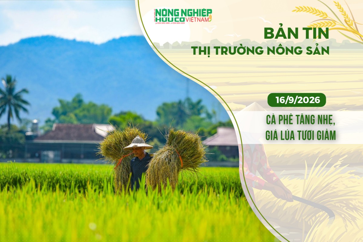 thi truong nong san 1692026 ca phe tang nhe gia lua tuoi giam