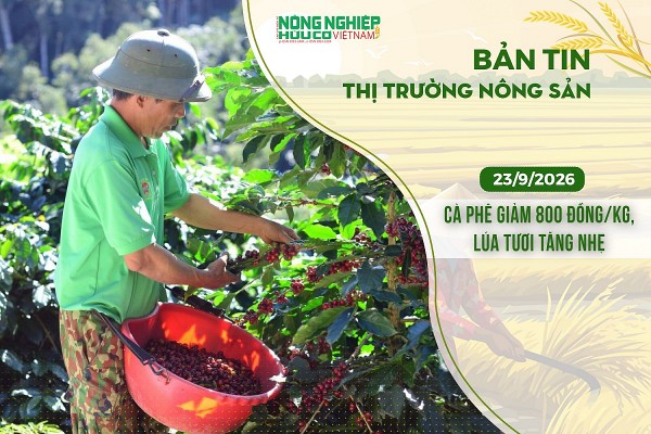 Thị trường nông sản 23/9/2026: Cà phê giảm 800 đồng/kg, lúa tươi tăng nhẹ