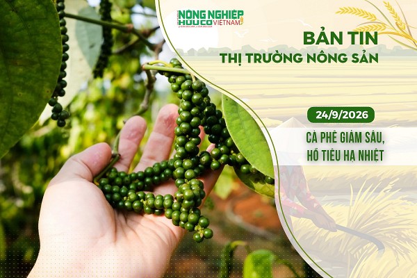 Thị trường nông sản 24/9/2026: Cà phê giảm sâu, hồ tiêu hạ nhiệt